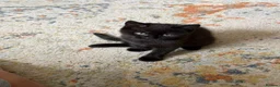 Mixed Breed cats for sale: Three lovely kittens.  - Advert 8