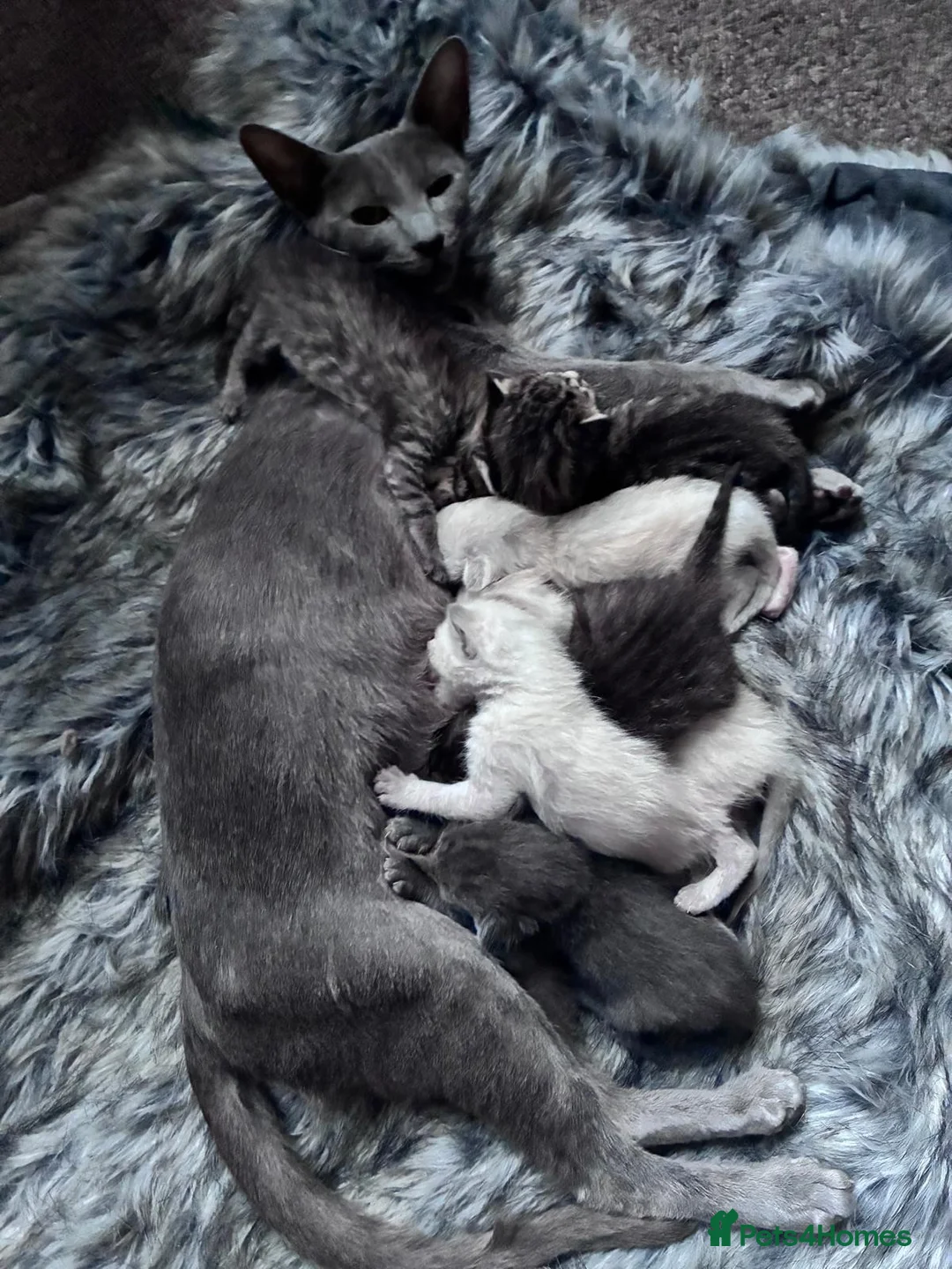 Oriental cats for sale: 6 happy, playful and lovable kittens. in Liverpool - Advert 1