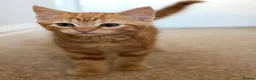 Ragdoll cats for sale: 3 cute and playful kitties  in Banbury - Advert 18