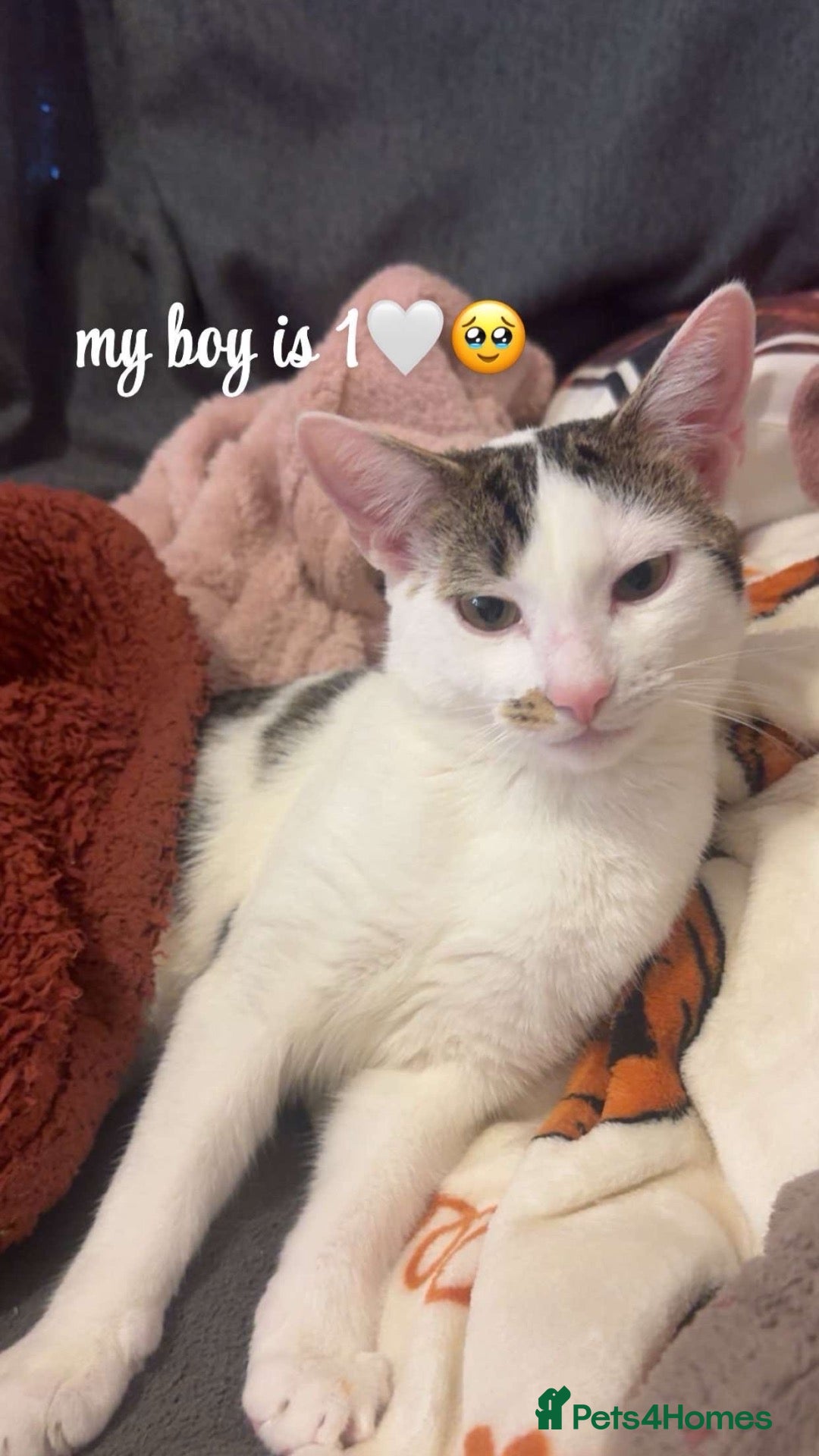 Mixed Breed cats indoor cat only!! - Advert 2