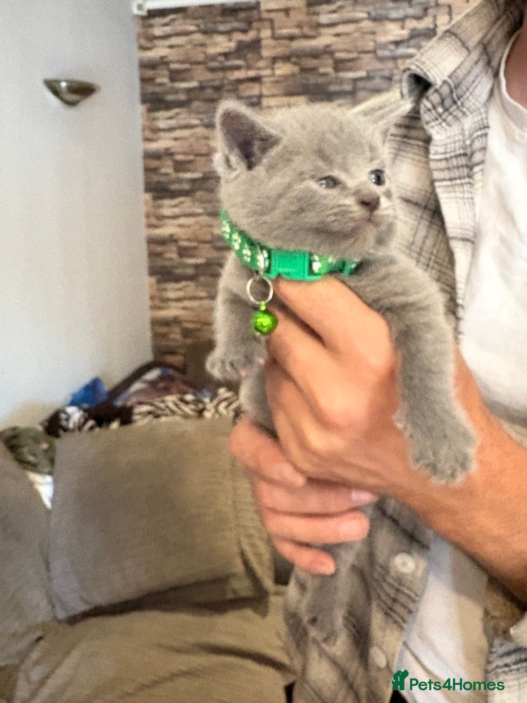 British Shorthair cats for sale: British Shorthair kittens  - Image 3