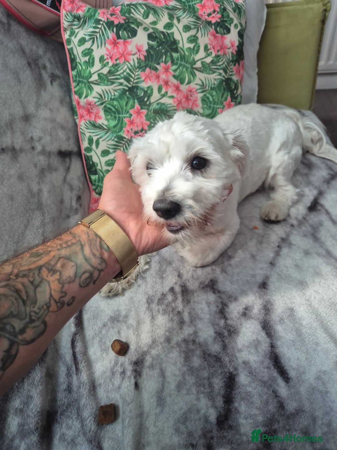 Bichon Frise dogs for sale: Bichon frise  boy - Image 7