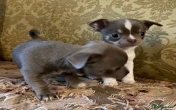 Chihuahua dogs for sale: Chihuahua girls from licensed breeder - Image 8