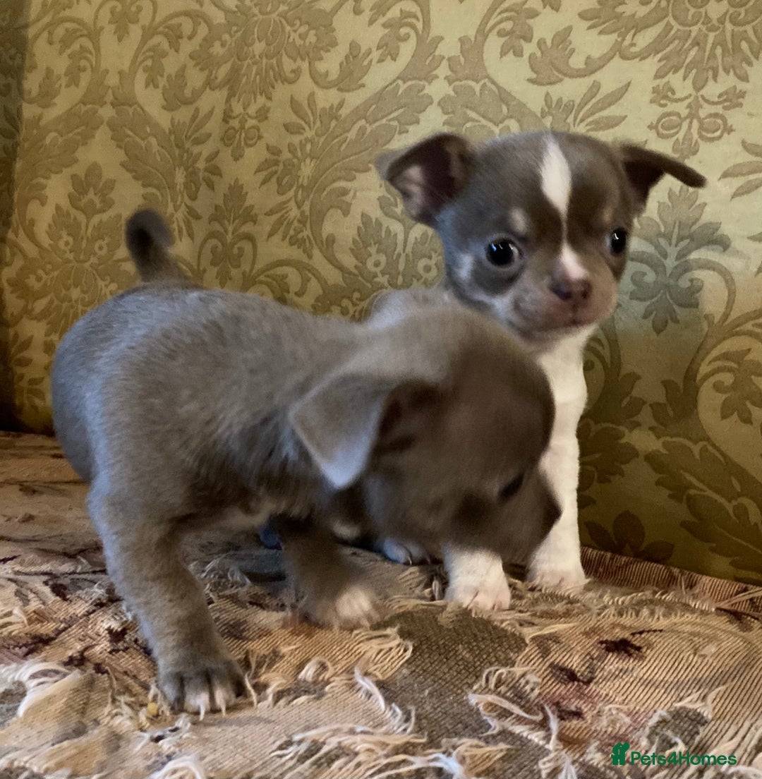 Chihuahua dogs for sale: Chihuahua girls from licensed breeder - Image 8