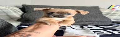 Mixed Breed Puppy 2