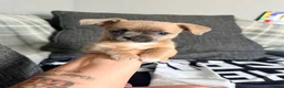 Mixed Breed dogs for sale: bulluahua Puppies  - Advert 23