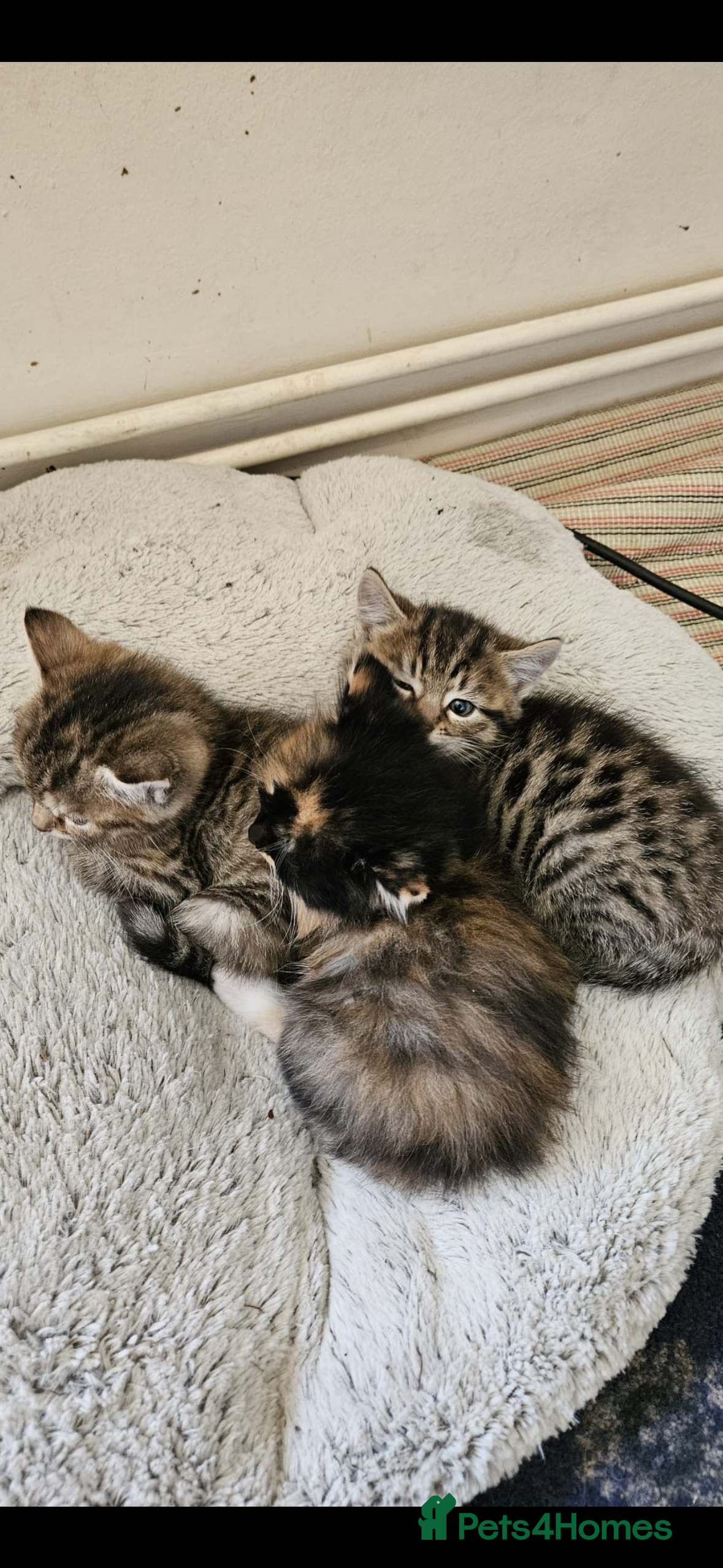 Mixed Breed cats Gorgeous mixed Breed Kitten - Advert 1