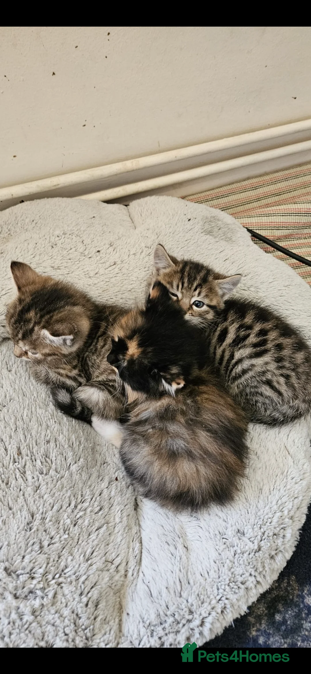 Mixed Breed cats for sale: Gorgeous mixed Breed Kitten - Advert 1