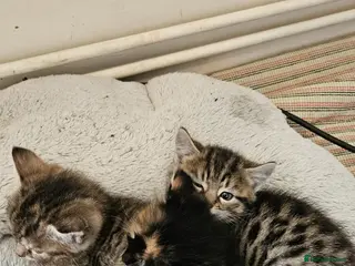 Mixed Breed cats Gorgeous mixed Breed Kitten - Advert 1