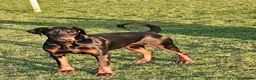 Dobermann dogs for sale: Stretford Dobermans pure bred large Dobermans  - Advert 1