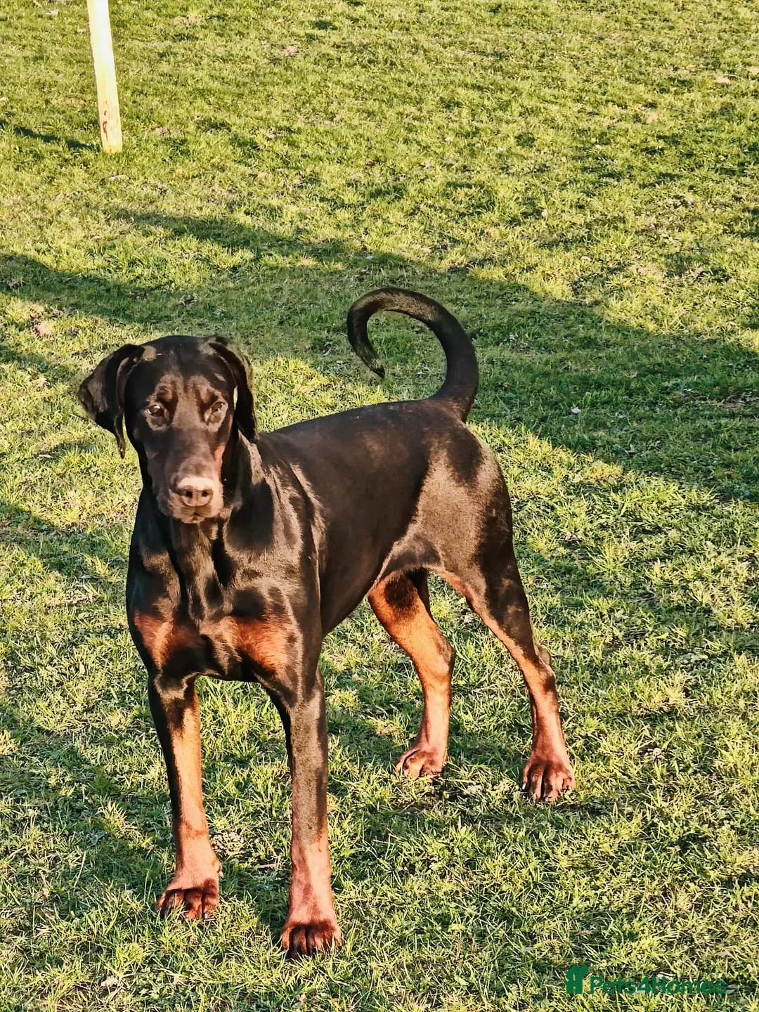 Dobermann dogs for sale: Stretford Dobermans pure bred large Dobermans  - Advert 1