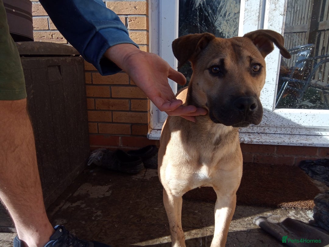 Mixed Breed dogs for sale: Female boerboel x presa canario - Image 1