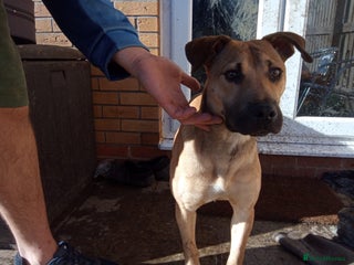 Mixed Breed dogs - Advert 1