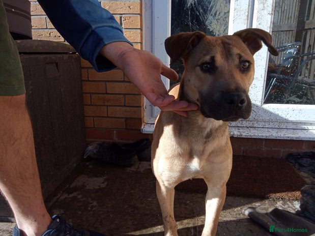 Mixed Breed dogs - Advert 1