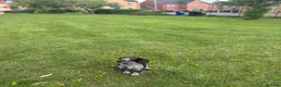 Sprocker dogs for sale: 4 month old sprocker - Advert 6