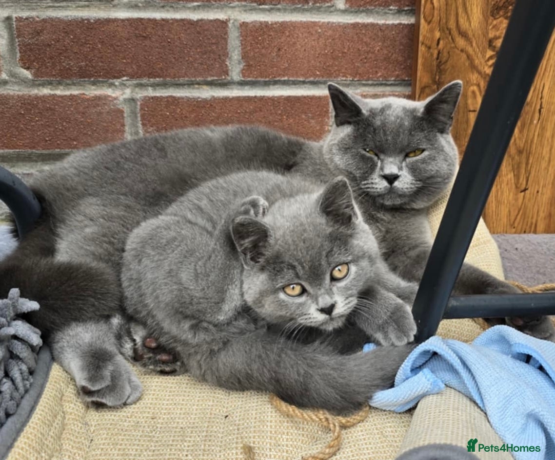 British Shorthair cats Stunning Rare Pedigree British Shorthair Brothers - Advert 1