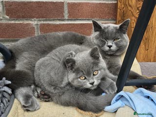 British Shorthair cats Stunning Rare Pedigree British Shorthair Brothers - Advert 1