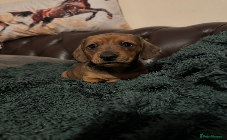 Miniature Dachshund dogs Adorable KC Reg smooth coated mini Dachshunds - Advert 7