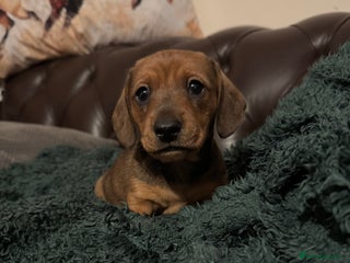 Miniature Dachshund dogs Adorable KC Reg smooth coated mini Dachshunds - Advert 6