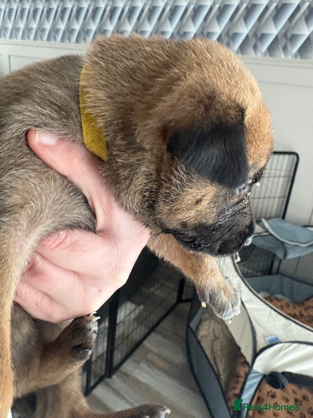 Mixed Breed dogs for sale: Belgian mali cross bullgreyhound PUPPIES  - Advert 6