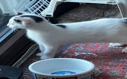 Mixed Breed cats for sale: Loving home only for a tiny happy boy - Image 2