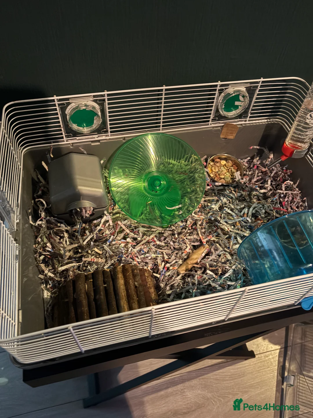 Hamster rodents for sale: Hamster  - Advert 3