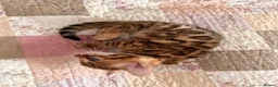Bengal cats for sale: Adorable kittens for sale - Advert 5