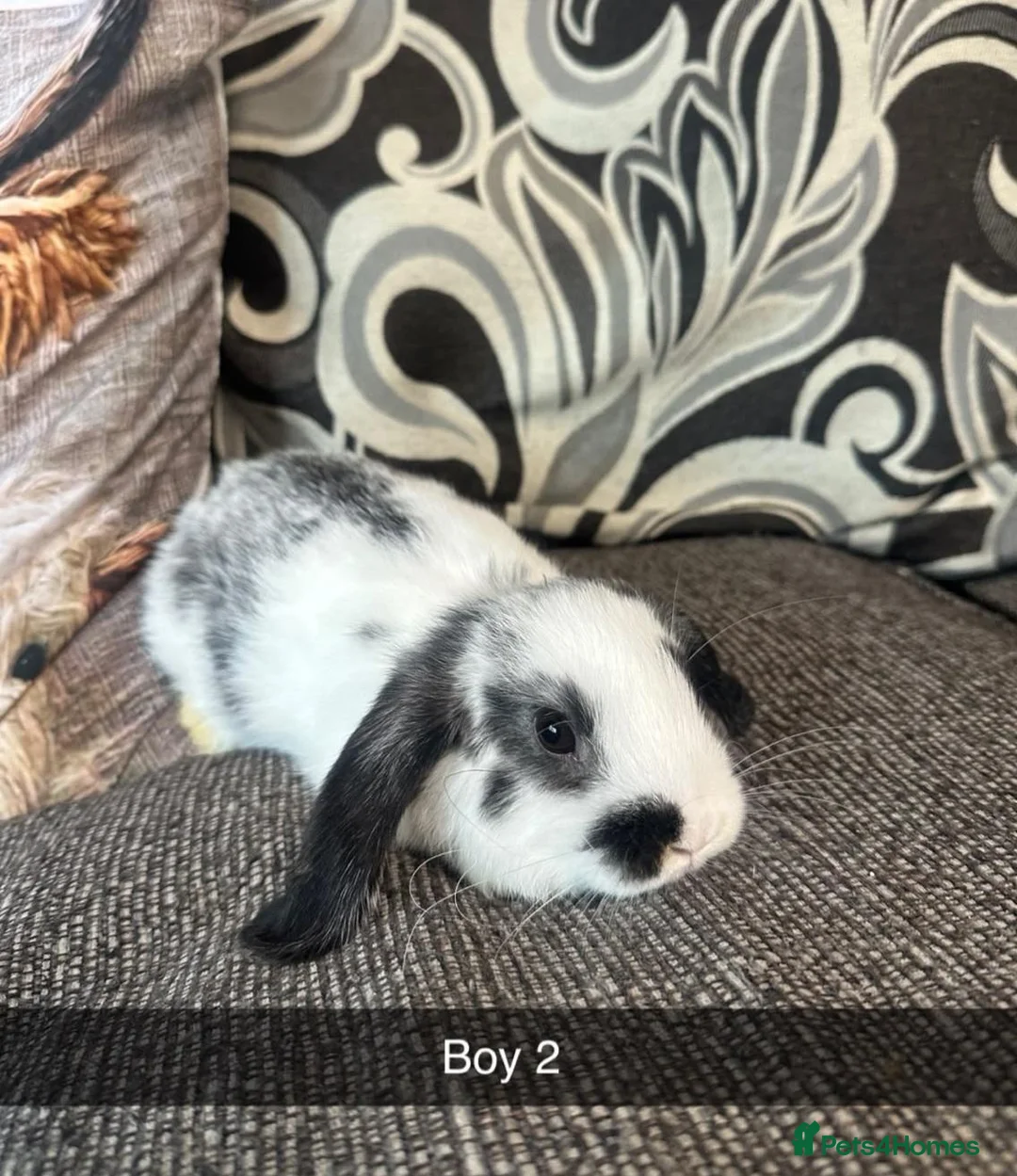 Mixed Breed rabbits for sale: Baby rabbits  - Advert 12