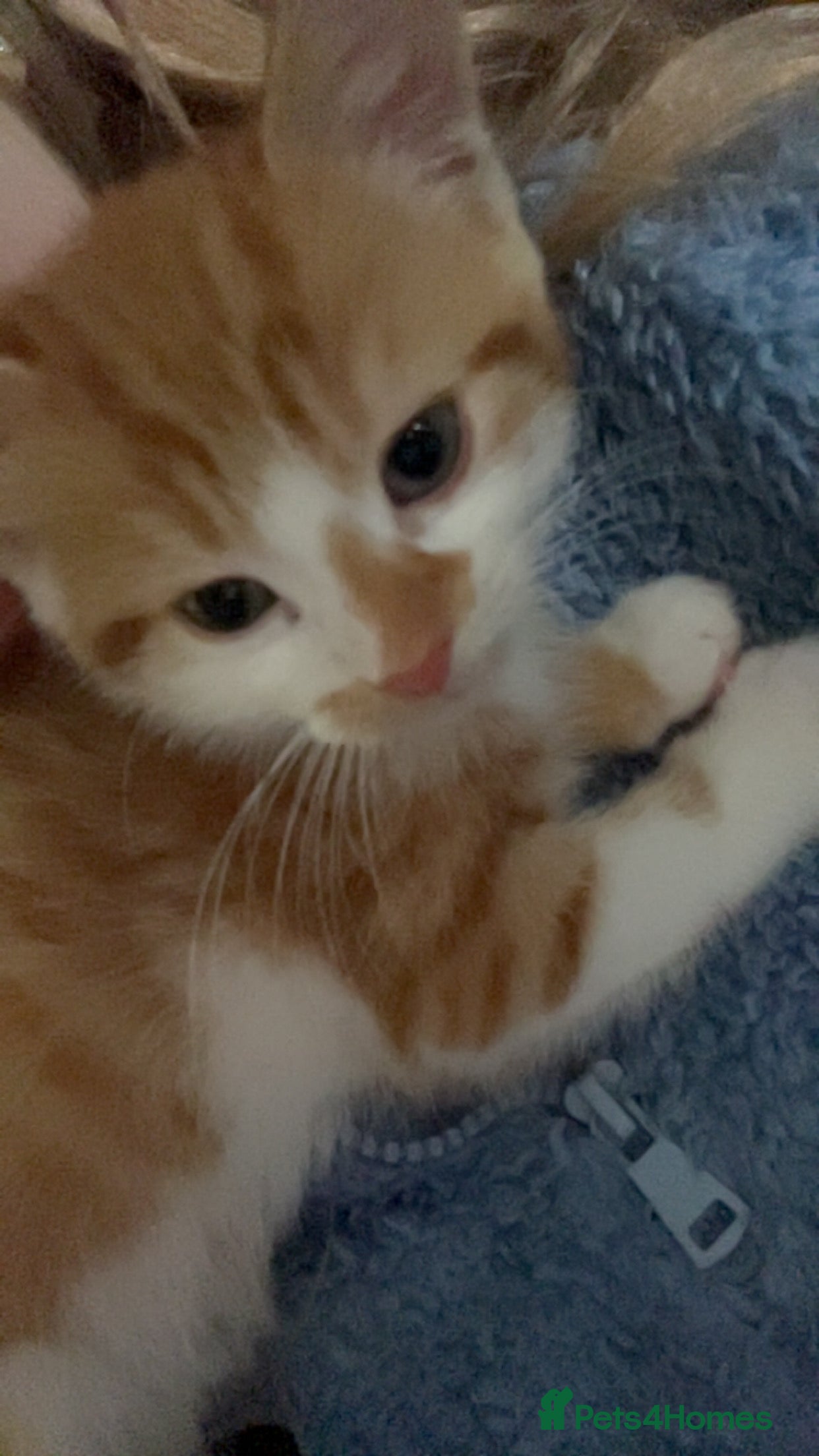 Mixed Breed cats Ginger kitten - Advert 2