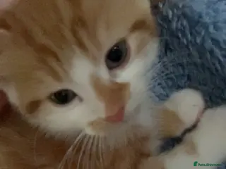 Mixed Breed cats Ginger kitten - Advert 2