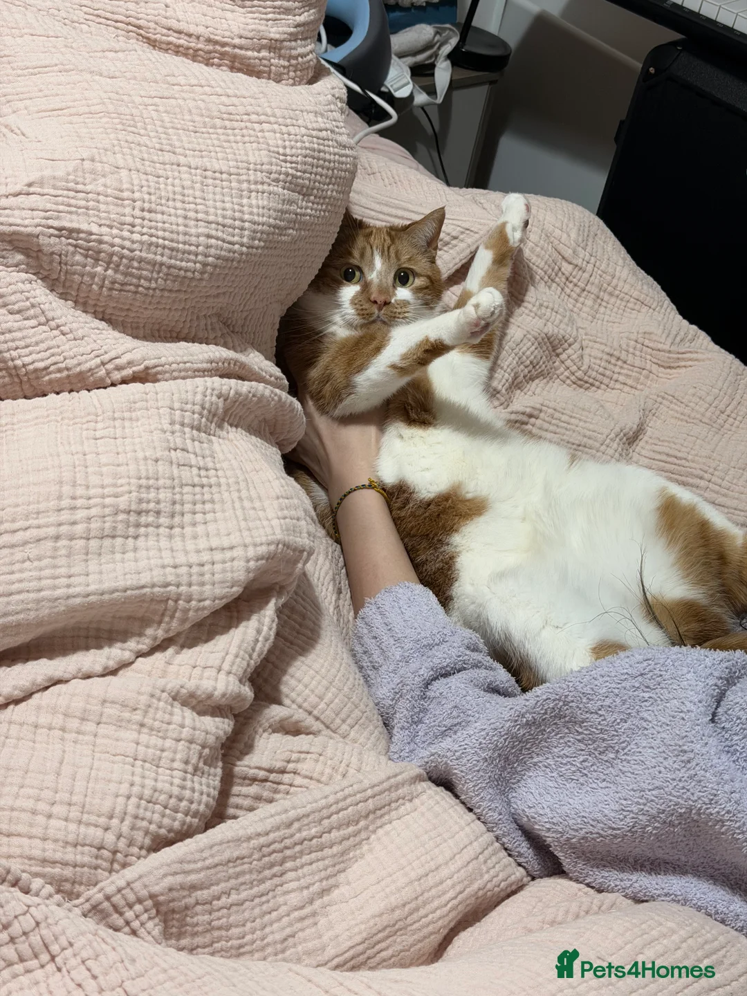 Domestic Shorthair cats for sale: Honey - Advert 4