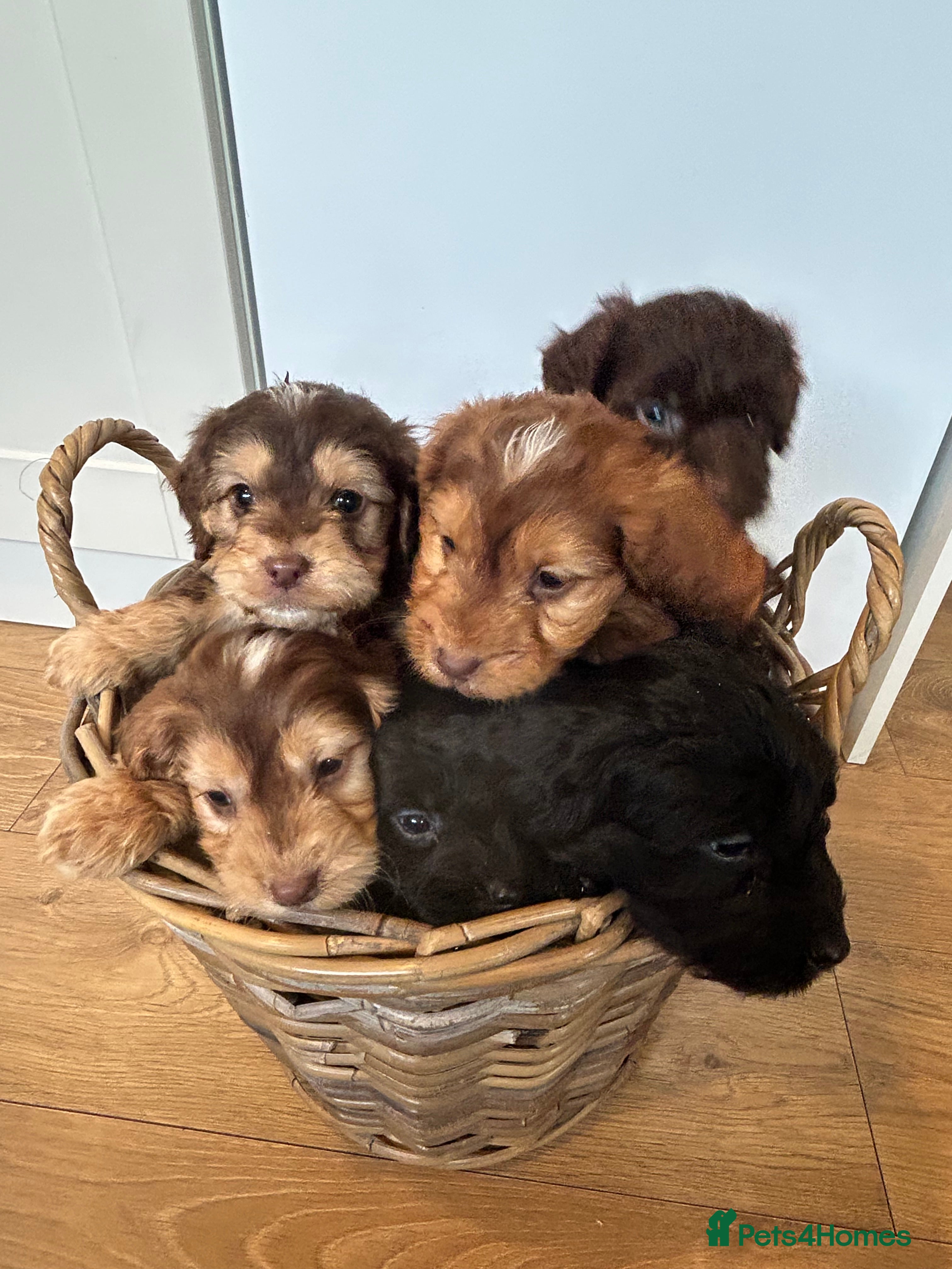 Cockapoo dogs Stunning Cockapoo Puppies  - Advert 2