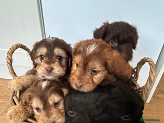 Cockapoo dogs Stunning Cockapoo Puppies - Advert 2