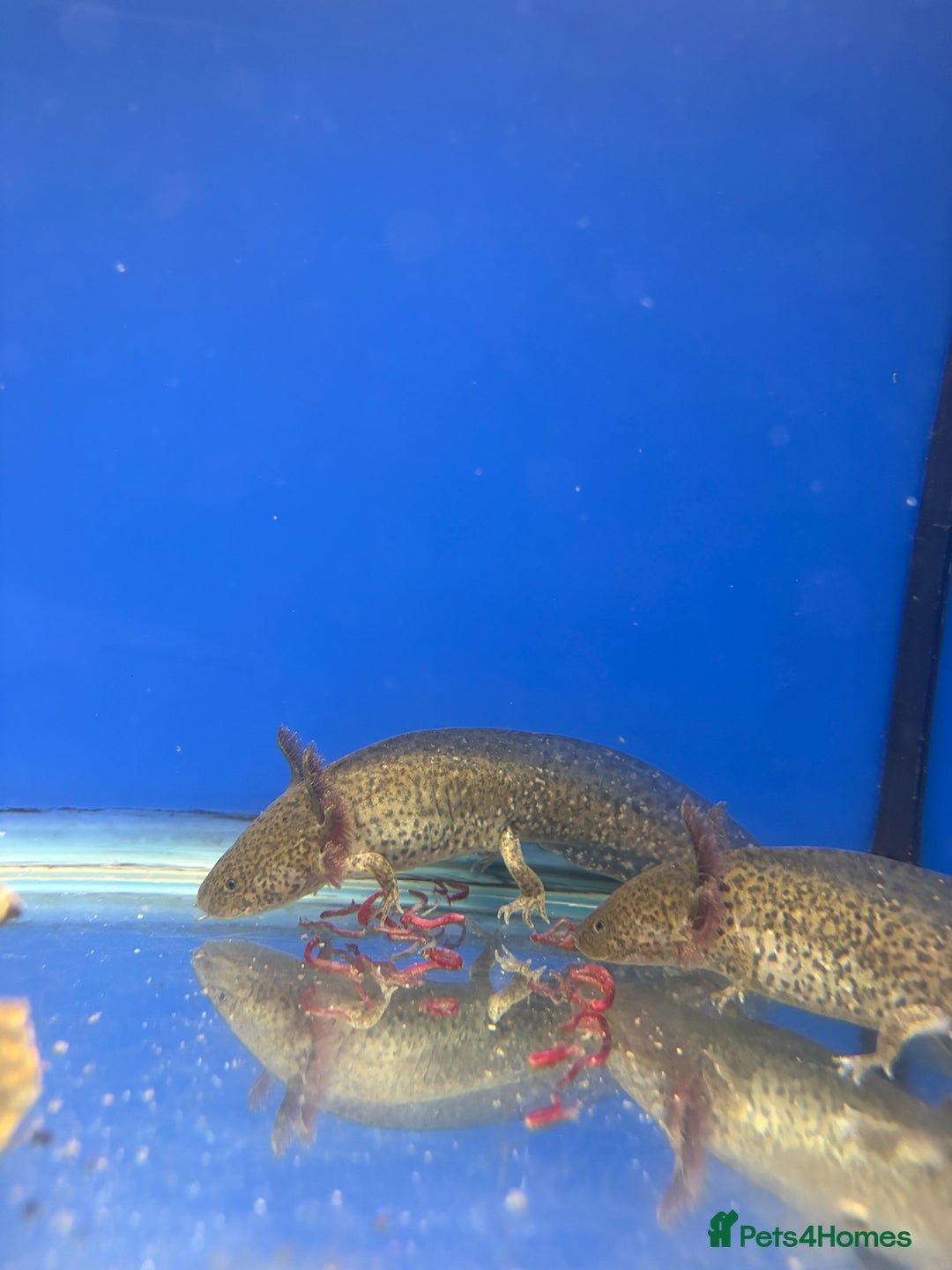 Axolotl reptiles for sale: Adorable Axolotls  - Advert 9