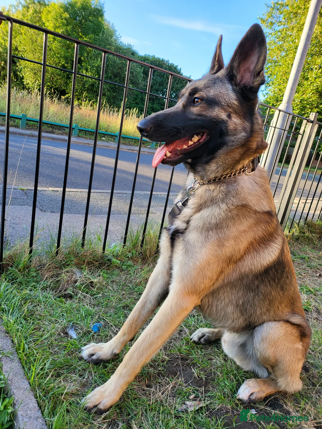 Belgian Shepherd Dog dogs for sale: Beautiful Belgian  - Advert 1