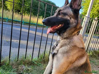 Belgian Shepherd Dog dogs Beautiful Belgian - Advert 7