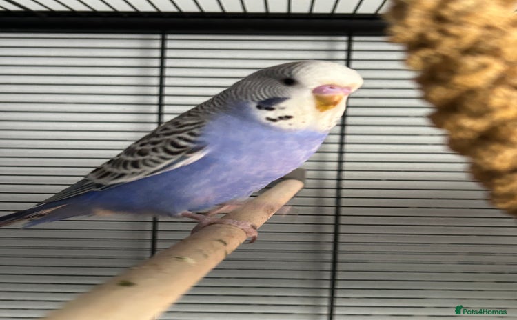 Budgerigars birds - Advert 1