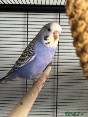 Budgerigars birds - Advert 3