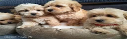 Maltipoo dogs for sale: Miniature Maltipoo Puppies - Advert 17