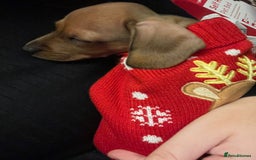 Dachshund dogs for sale: 9 week old dachshund  - Image 1