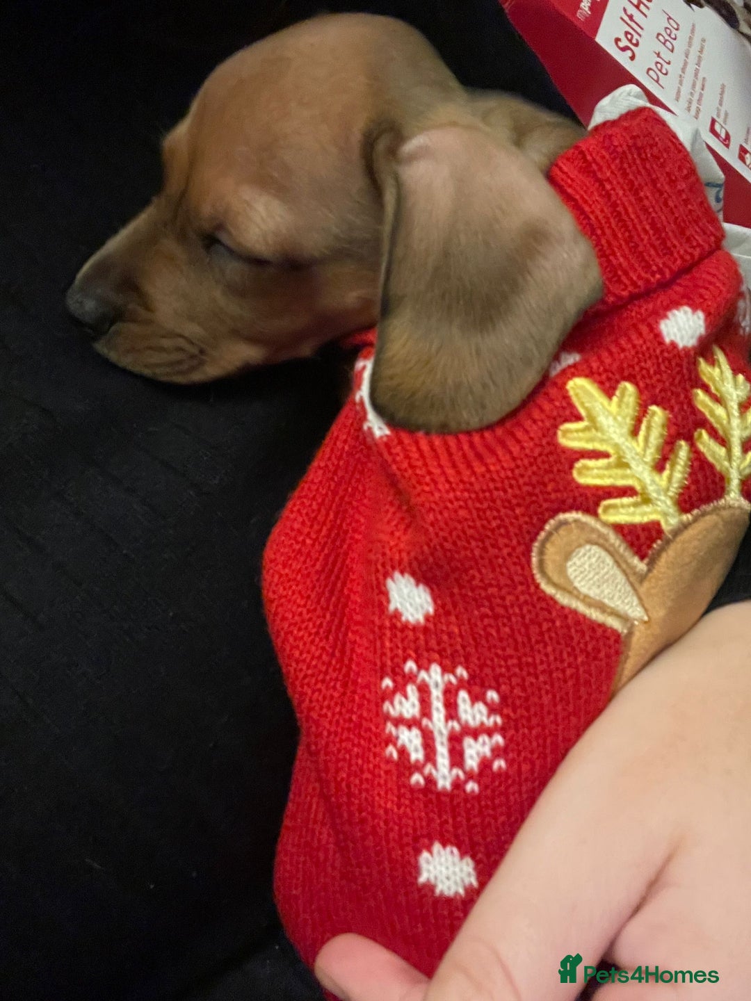 Dachshund dogs for sale: 9 week old dachshund  - Image 1