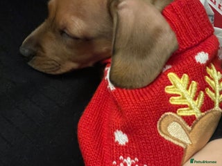 Dachshund dogs for sale - Advert 1