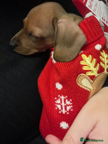 Dachshund dogs - Advert 7