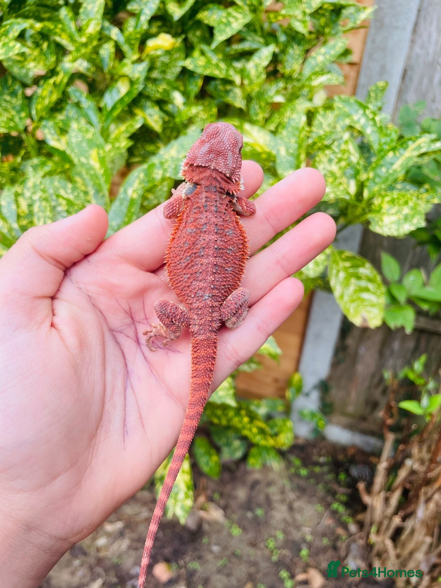 Bearded Dragon reptiles 100% red monster bearded dragon babies🐉 - Advert 1