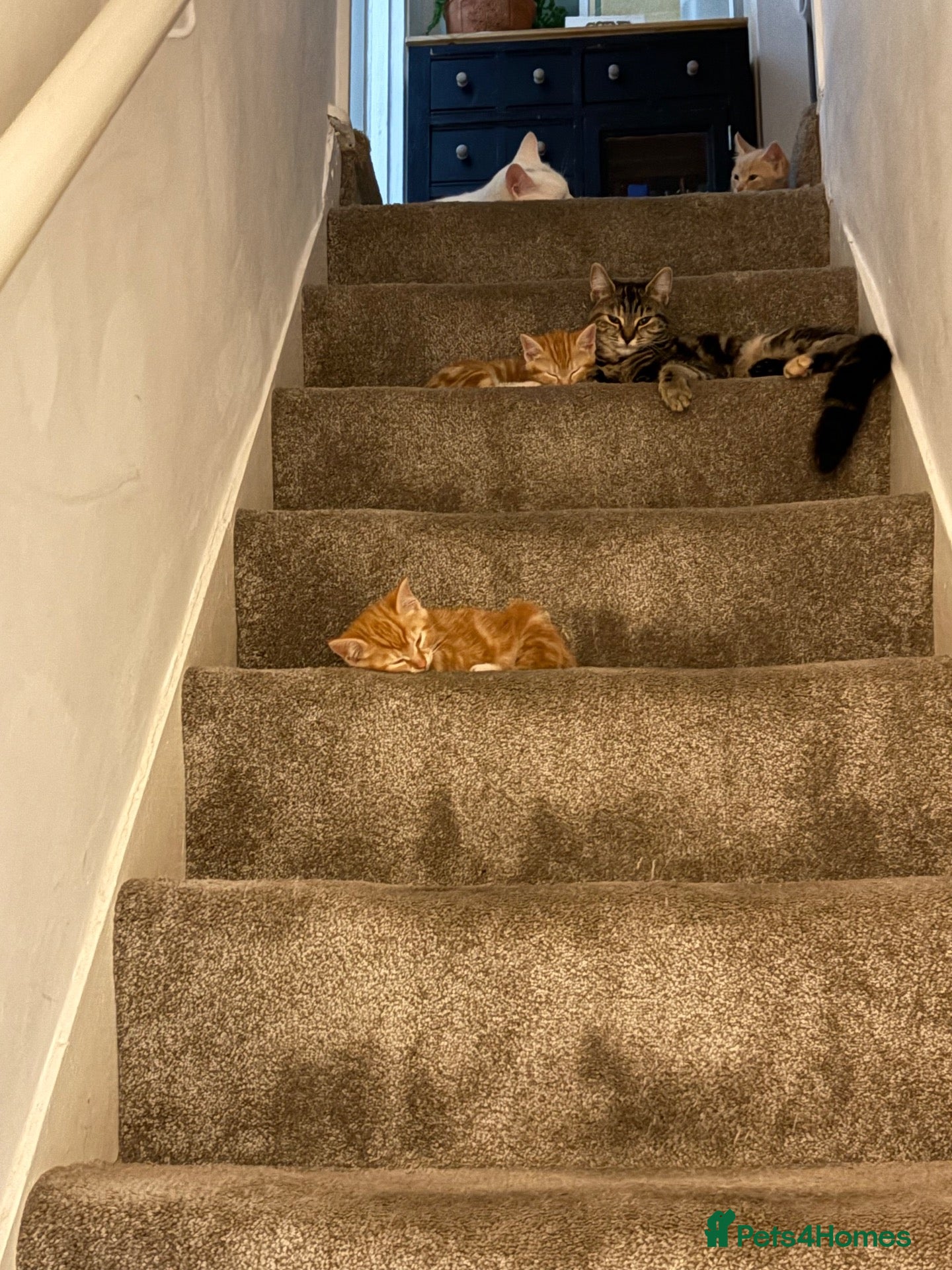 Mixed Breed cats for sale: 2 beautiful sisters  - Advert 5