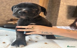 Mixed Breed dogs for sale: 6 beautiful puppies for sale  - Image 11