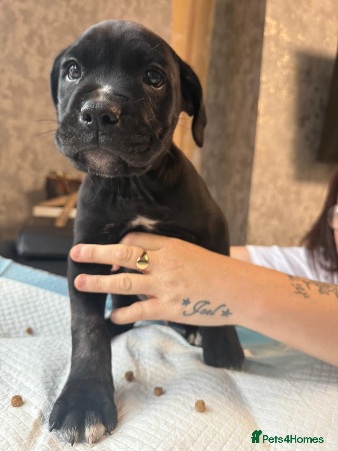 Mixed Breed dogs for sale: 6 beautiful puppies for sale  - Image 11