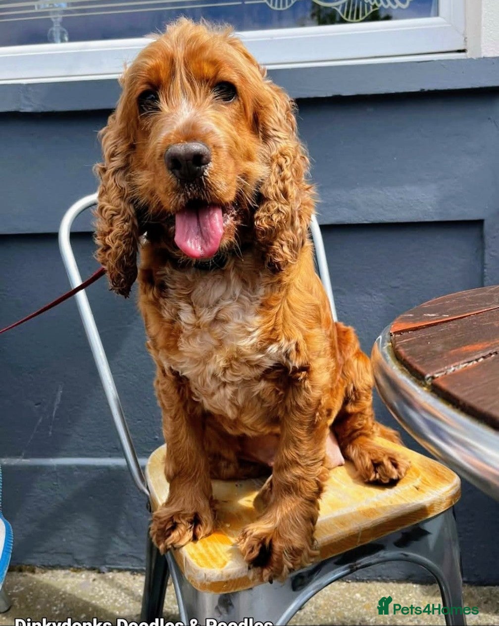 Cocker Spaniel dogs Show Cocker Spaniel  - Advert 2