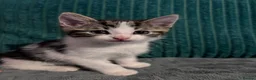 Mixed Breed cats for sale: Boy kitten - Advert 8