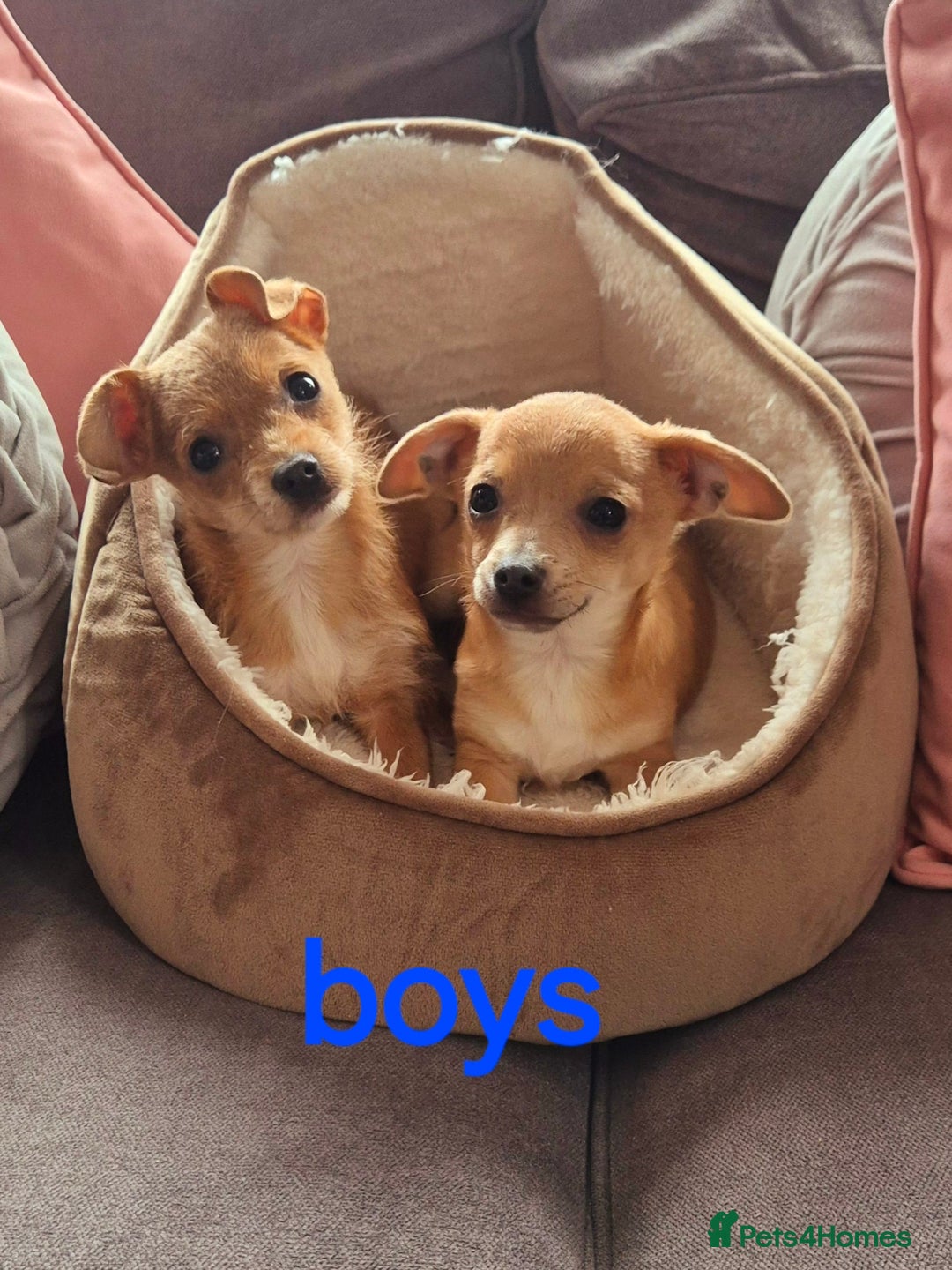 Mixed Breed dogs for sale: Beautiful Jack russell x chihuahua puppies - Advert 2